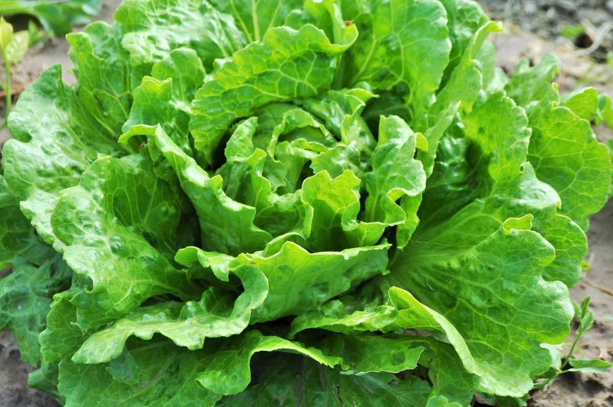 summer-crisp-lettuce-4